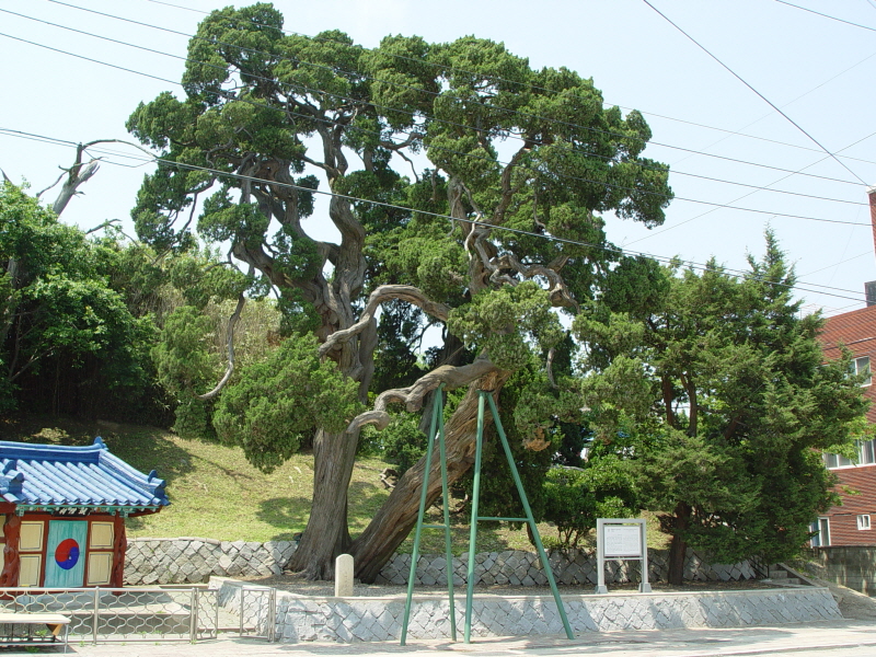 울진 후정리 향나무_1