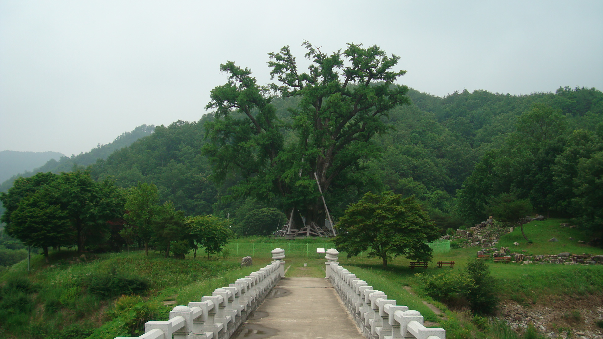 안동 용계리 은행나무_1