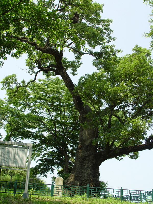 울진 수산리 굴참나무_1