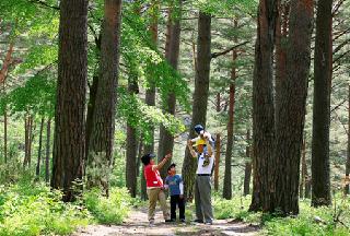 Uljin Pinetree Agroforestry System Registered as GIAHS