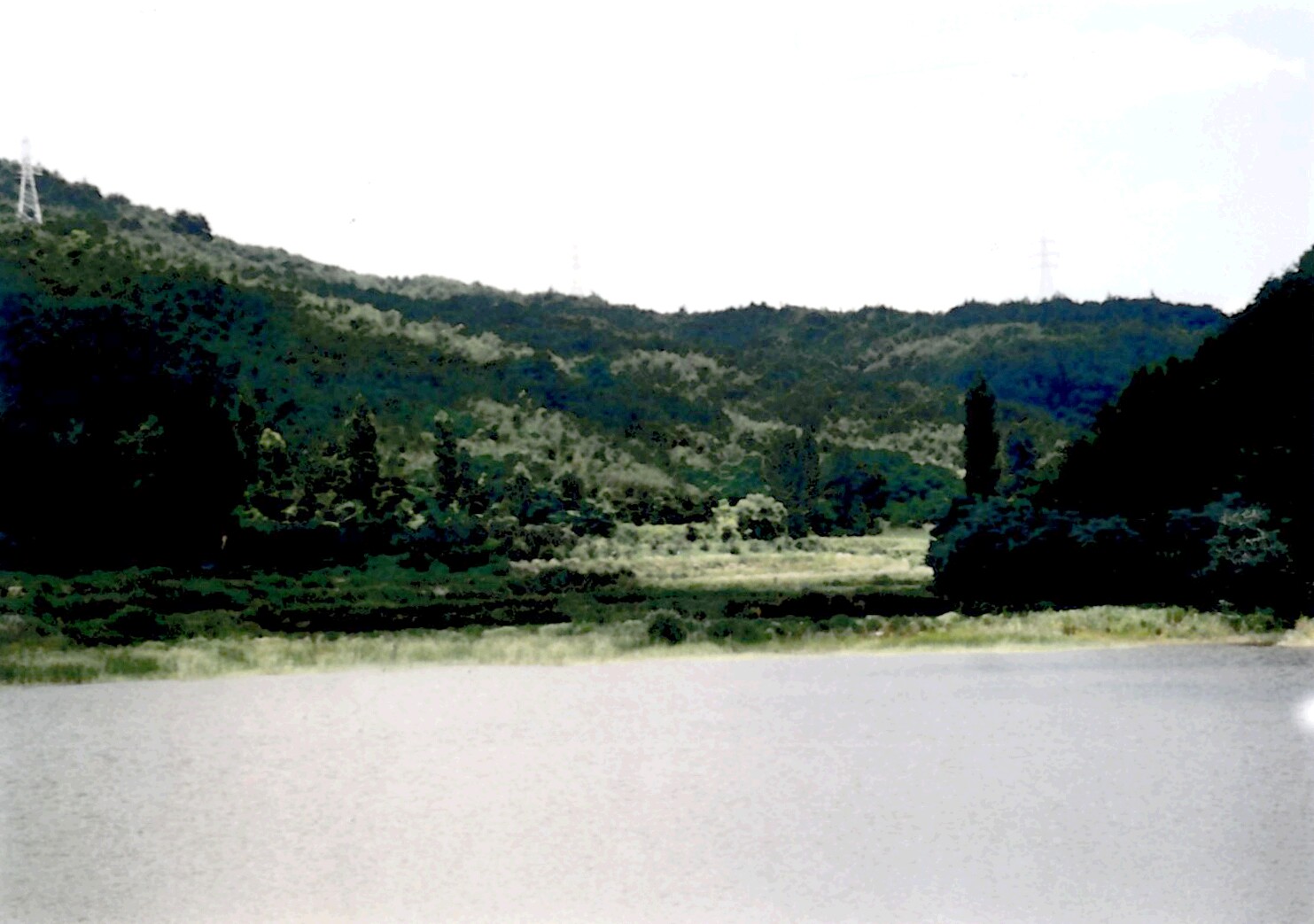 칠곡 금무봉 나무고사리 화석산지_1