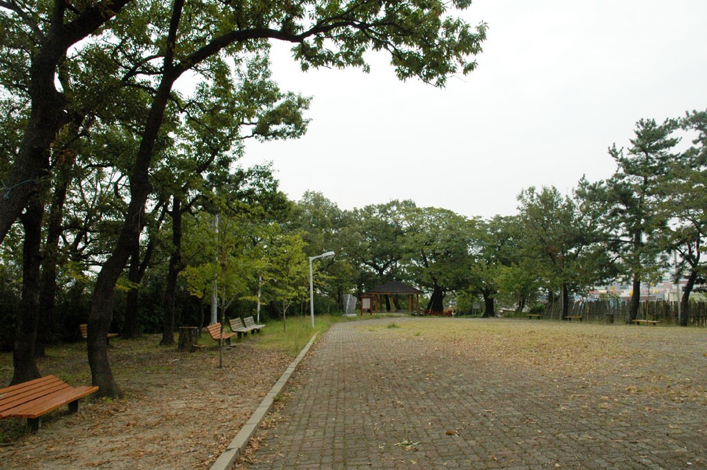 포항 흥해향교 이팝나무 군락_1