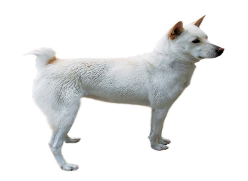 경주개 동경이_1