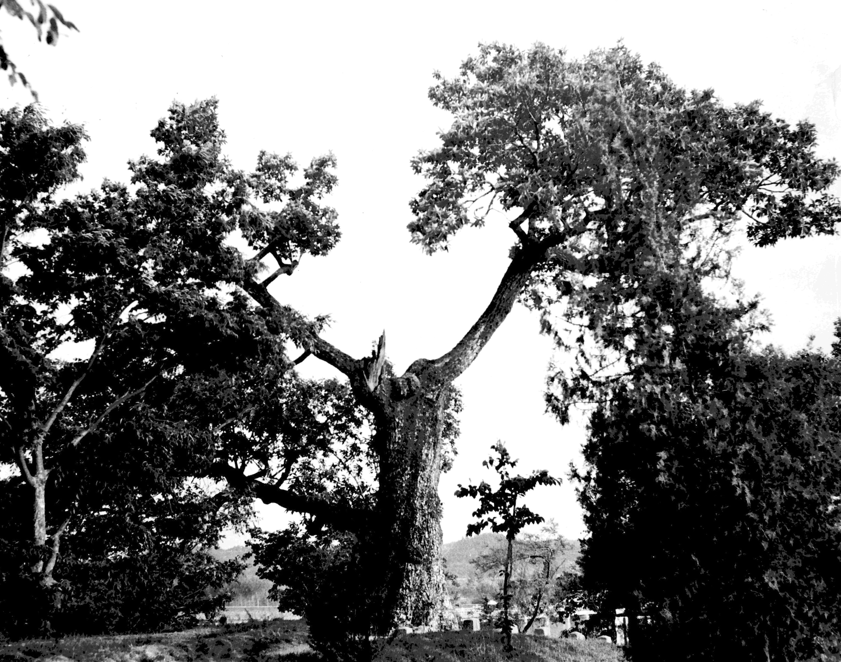 울진 수산리 굴참나무_1