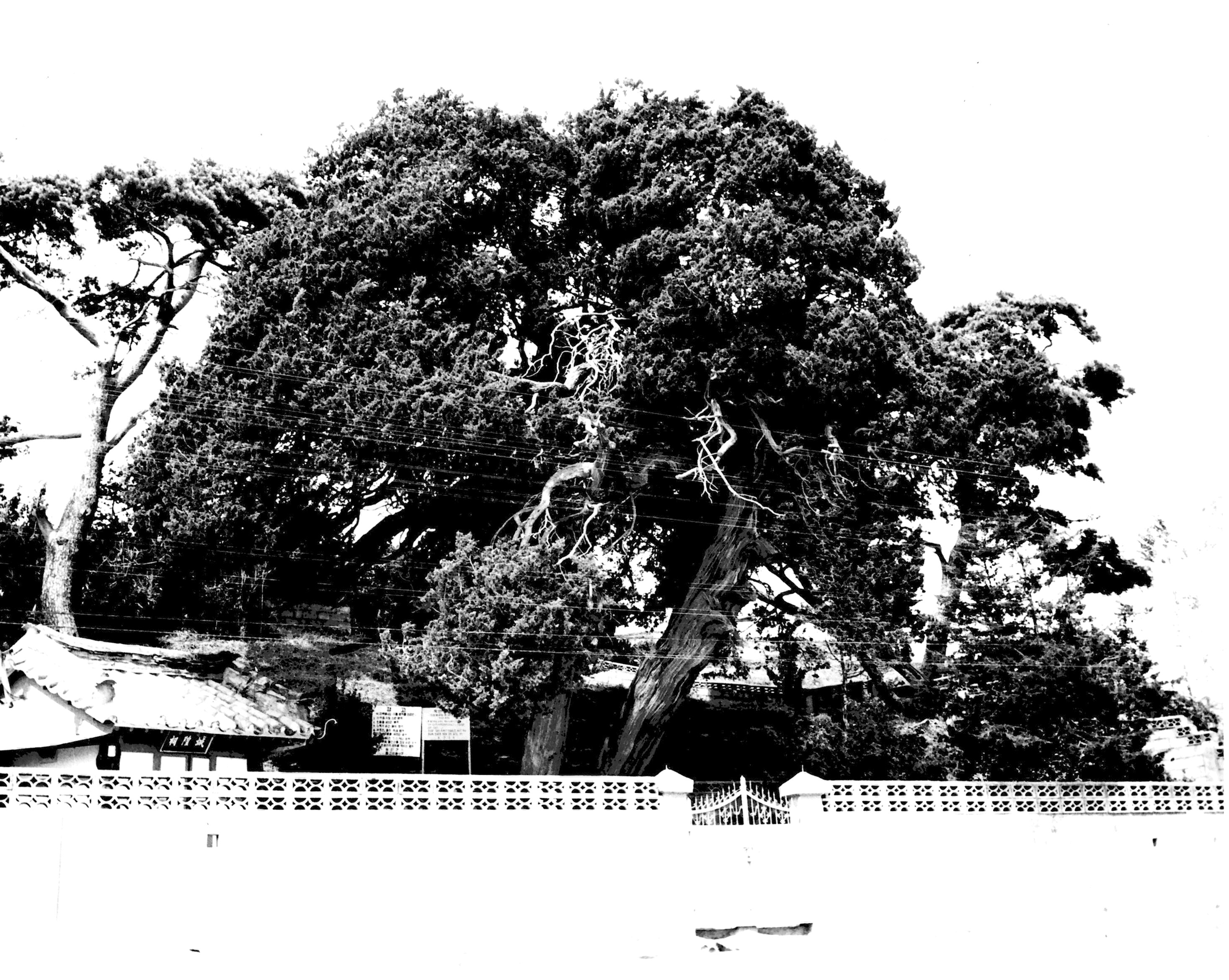 울진 후정리 향나무_1