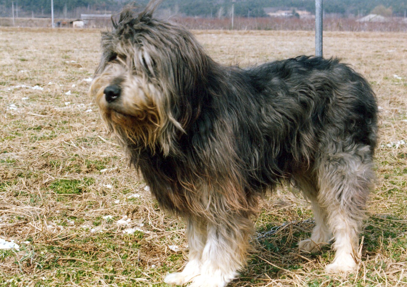 경산의 삽살개_1