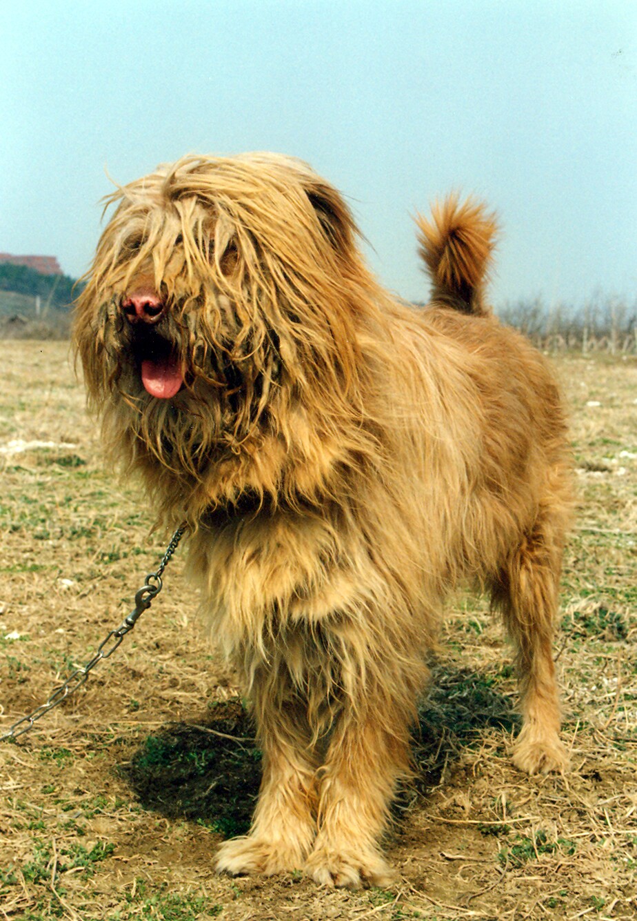 경산의 삽살개_2