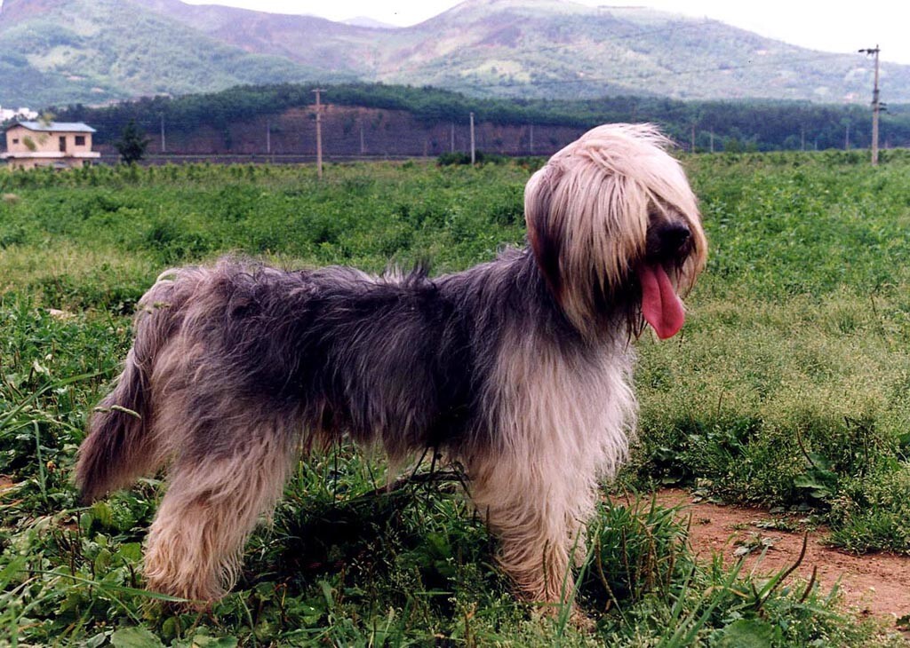 경산의 삽살개_5