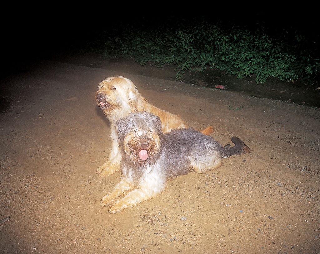 경산의 삽살개_6