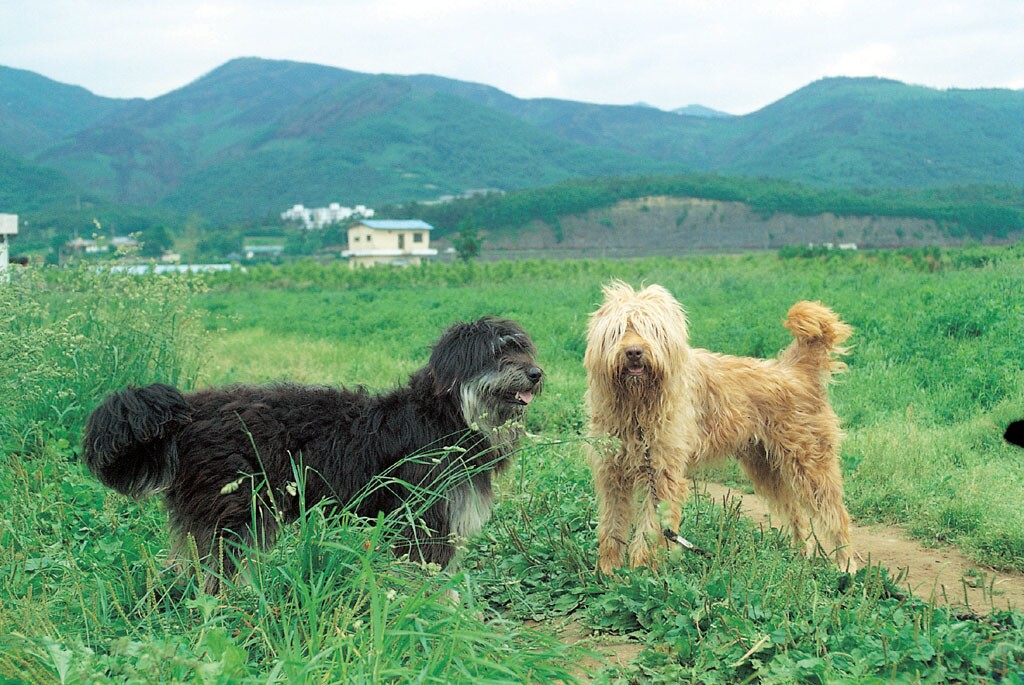 경산의 삽살개_7