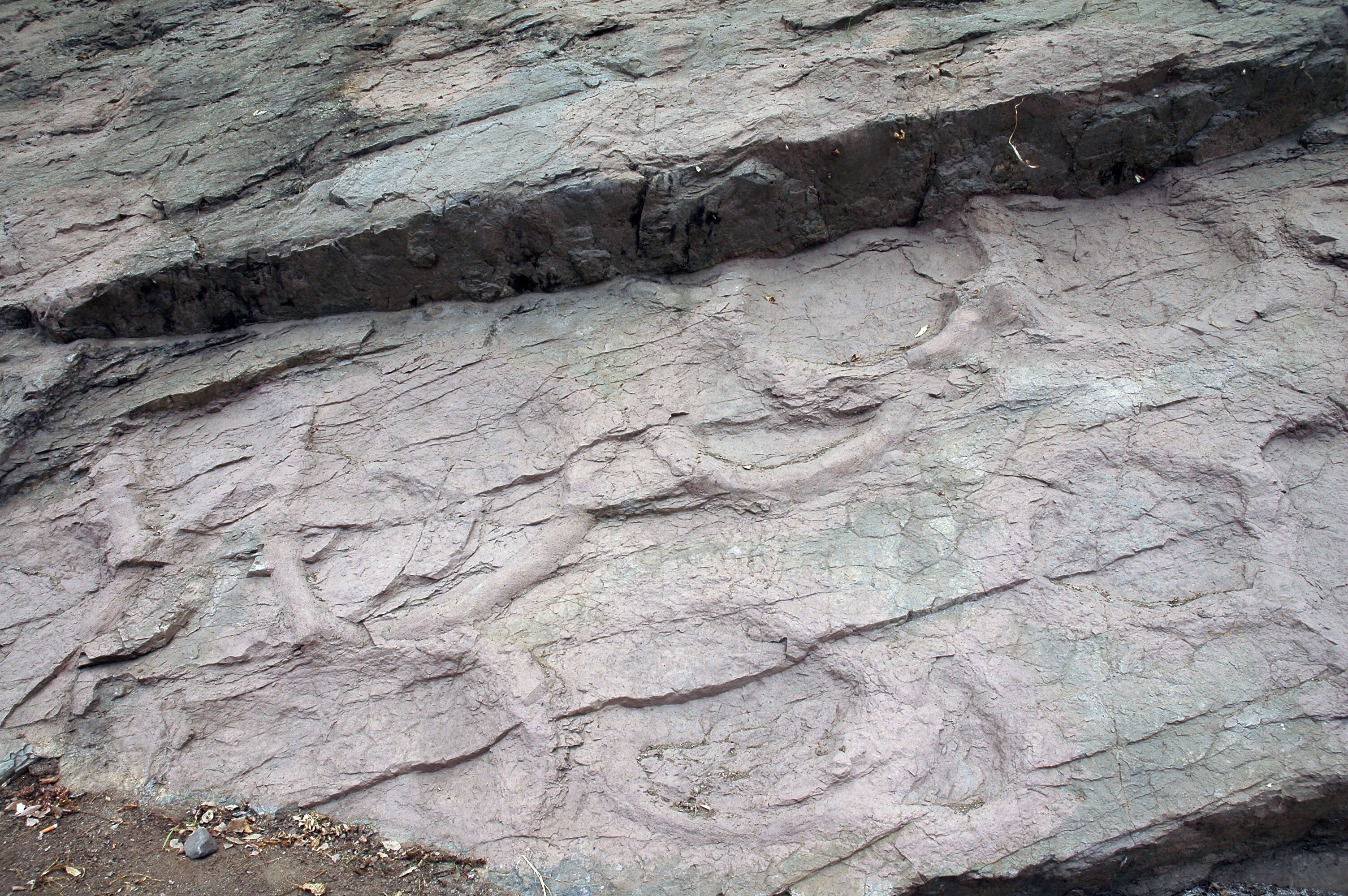 의성 제오리 공룡발자국 화석산지_3