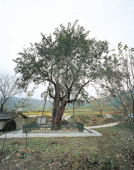 상주 두곡리 뽕나무_1