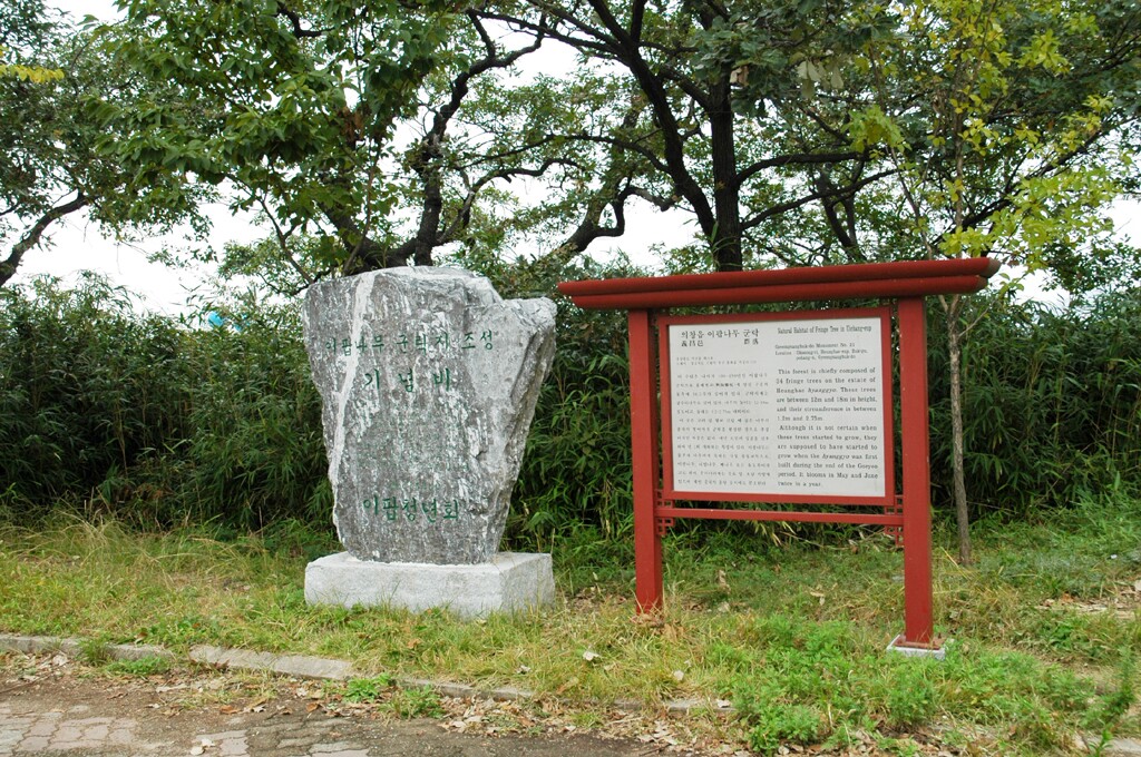 포항 흥해향교 이팝나무 군락_3