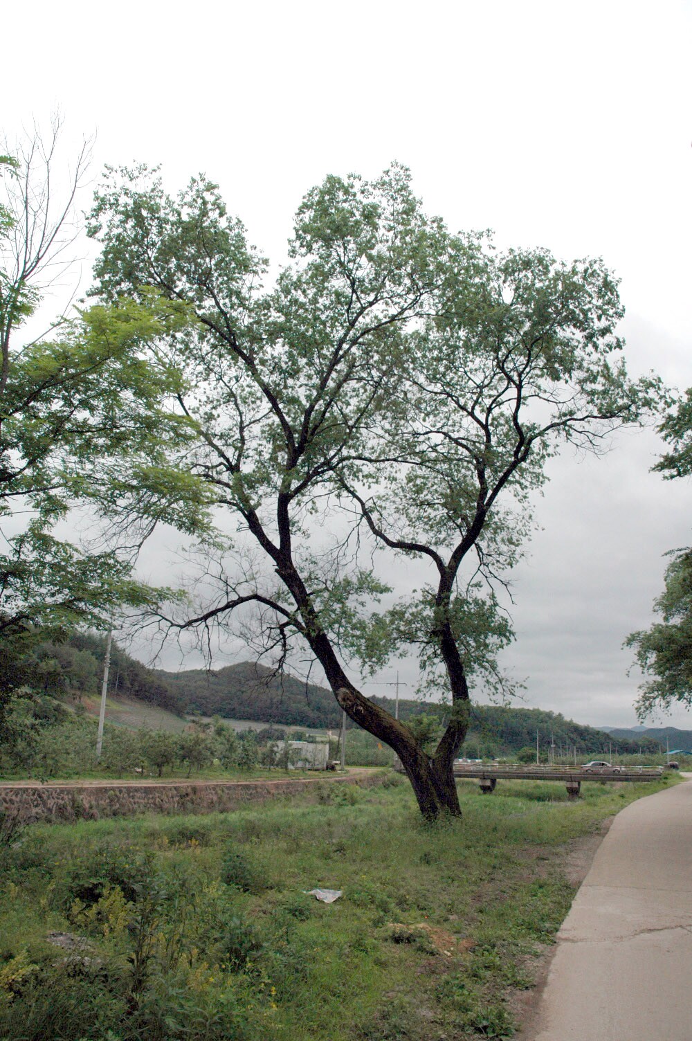 영양 주사골 시무나무와 비술나무 숲_2