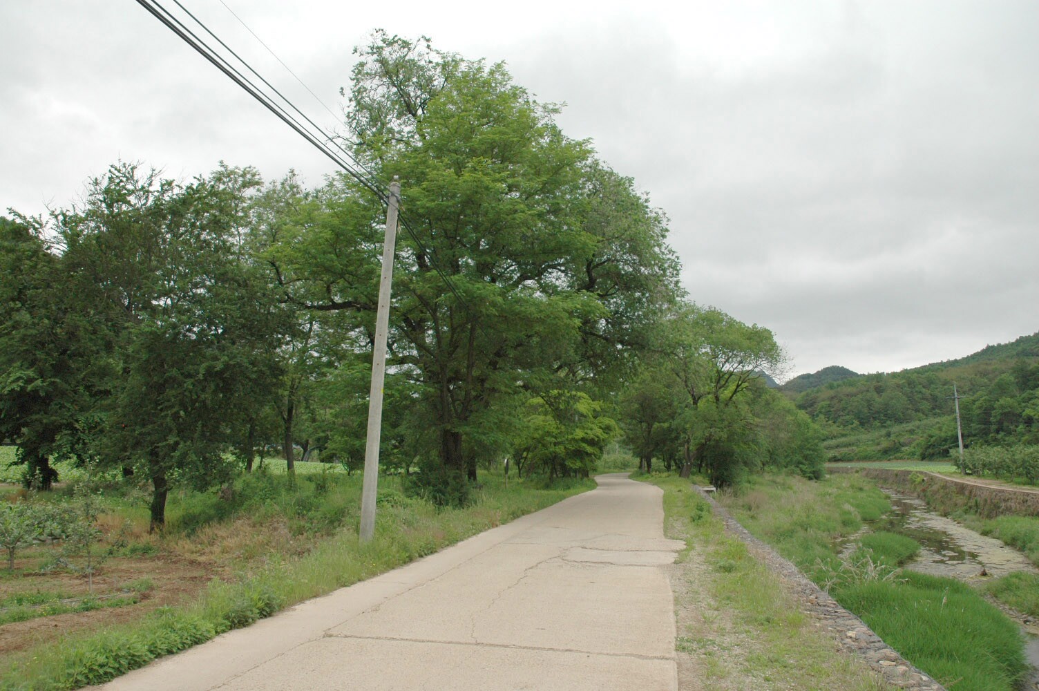 영양 주사골 시무나무와 비술나무 숲_3