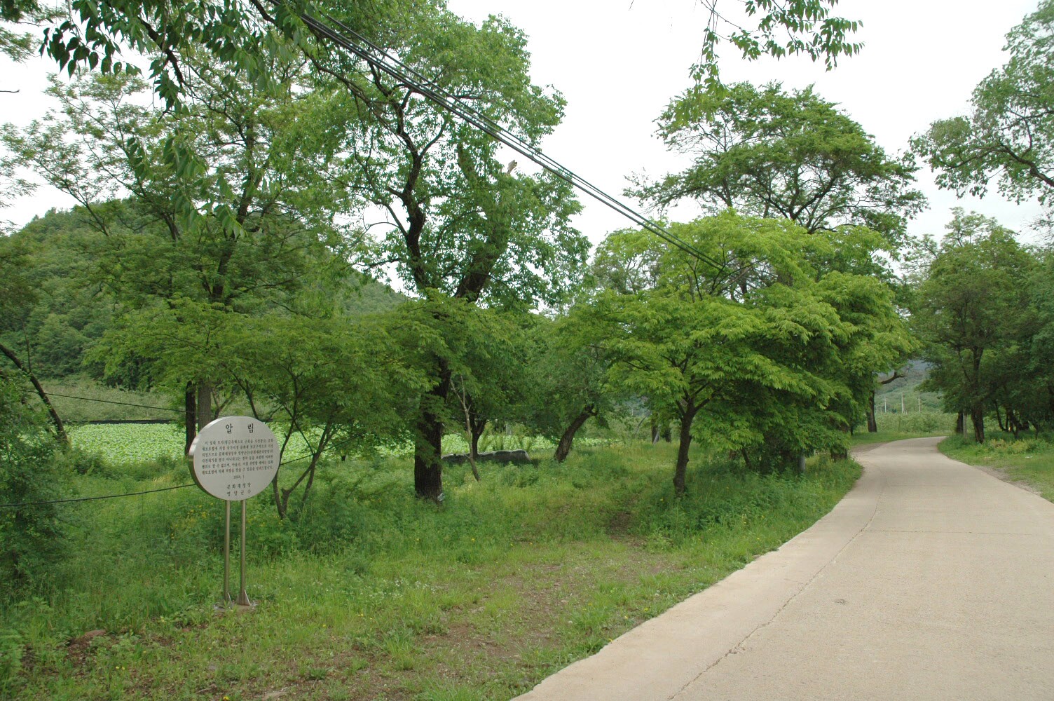 영양 주사골 시무나무와 비술나무 숲_5