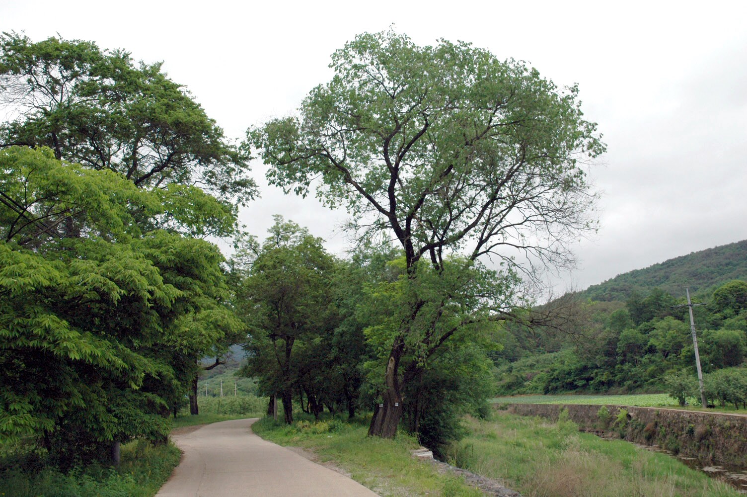 영양 주사골 시무나무와 비술나무 숲_6