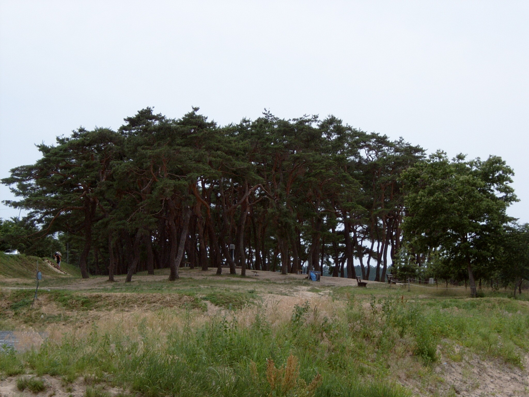 안동 하회마을 만송정 숲_1