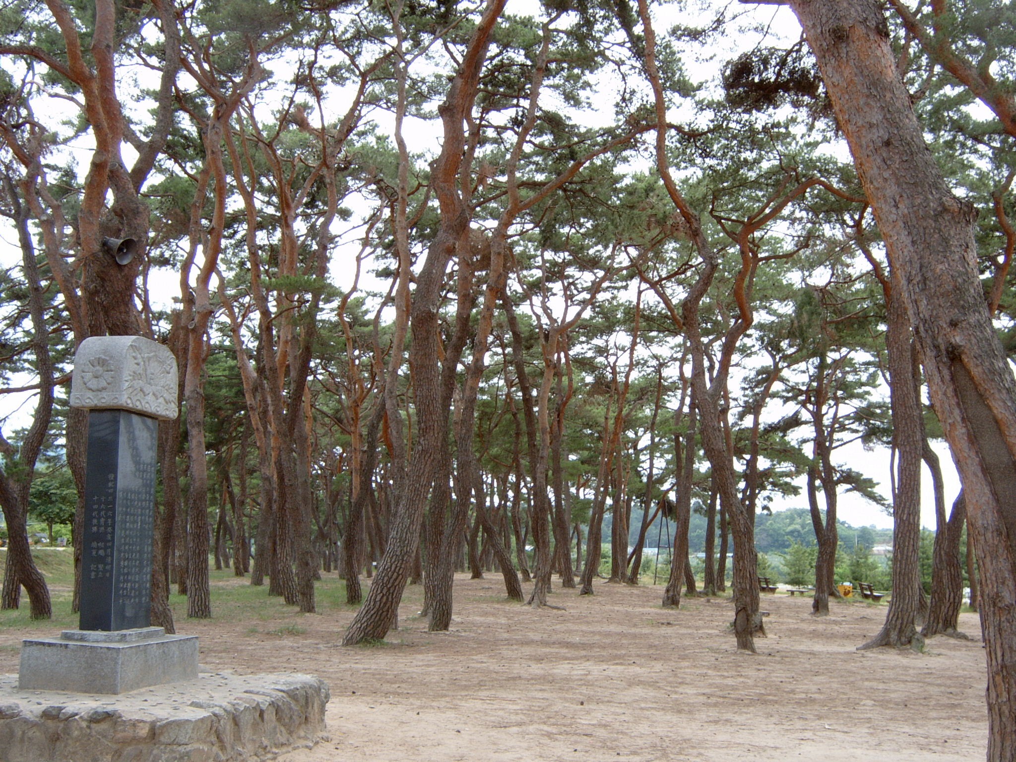 안동 하회마을 만송정 숲_2