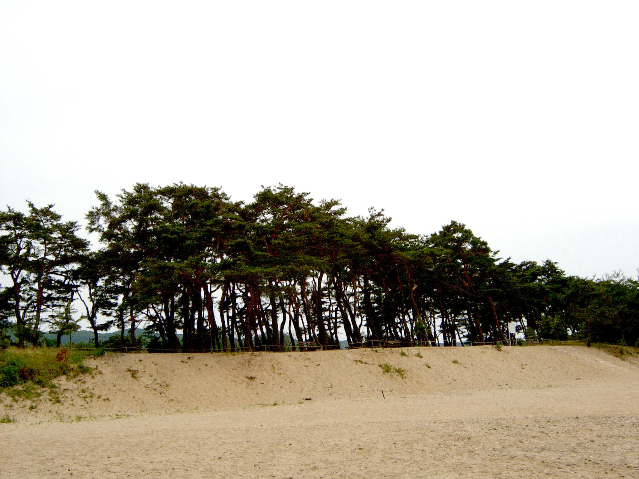 안동 하회마을 만송정 숲_4